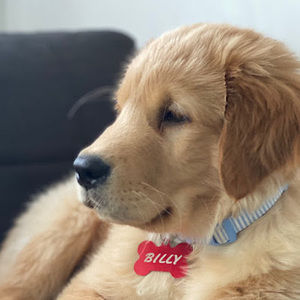 Meet your Posher, Bruno